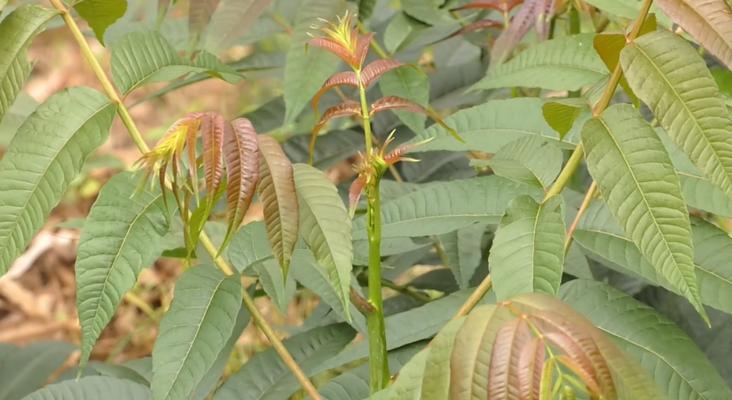 香椿树开花预示着的意义（香椿花开如意）