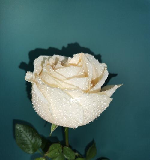 香槟玫瑰的花语解读——浪漫与祝福的象征（11朵香槟玫瑰的隐含寓意和情感表达方式）