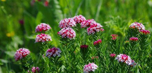 爱情花语（探索植物世界中的浪漫符号）