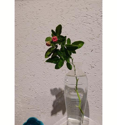 爱情至死不渝的植物——探寻花草世界中的真爱（以植物为媒介）
