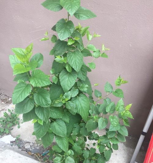 不屈之植物（探索植物中的不屈精神与生命力）