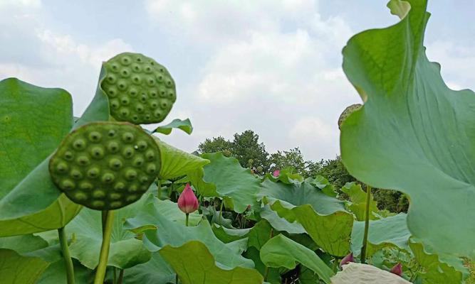 植物的象征传承与意义（探索植物文化的丰富内涵与传承价值）