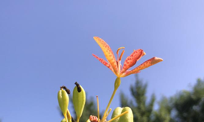植物中的精神（探索植物世界中代表精神的十五种植物）