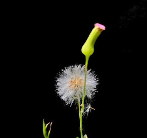 孤独之花（探索孤独的植物世界）