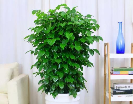 植物与好运的奇妙联结（探索自然中的幸运之源）