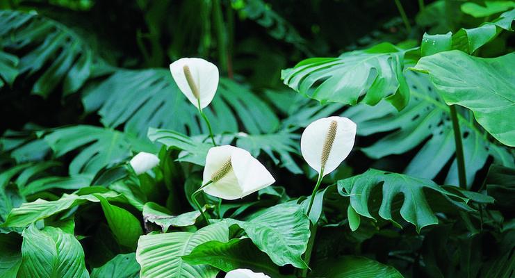 和平象征的植物（美丽的百合花）