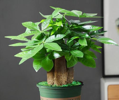 ，幸运植物大揭秘（探索植物中的吉祥符号）