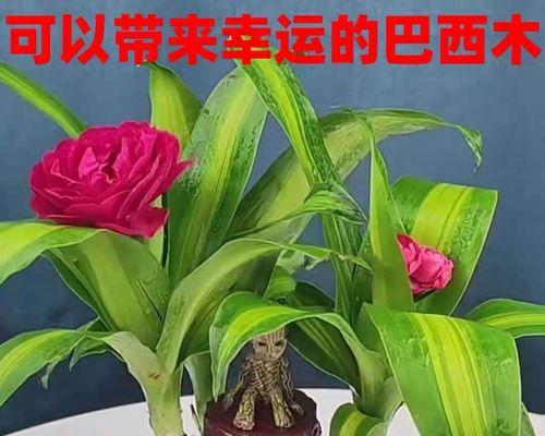 ，幸运植物大揭秘（探索植物中的吉祥符号）