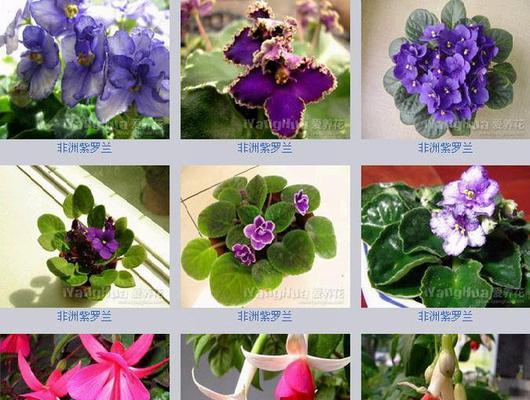 植物中的友谊之花——以象征友谊的植物为主题的文章（探寻植物世界中的友情真谛）