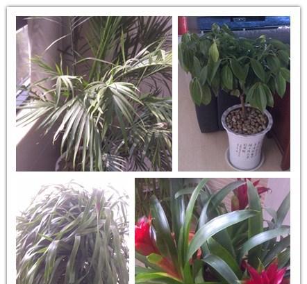植物中的友谊之花——以象征友谊的植物为主题的文章（探寻植物世界中的友情真谛）