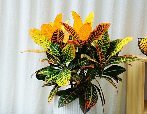 植物中的责任与担当（以植物为象征的责任与担当）