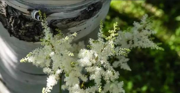 植物中的责任与担当（以植物为象征的责任与担当）