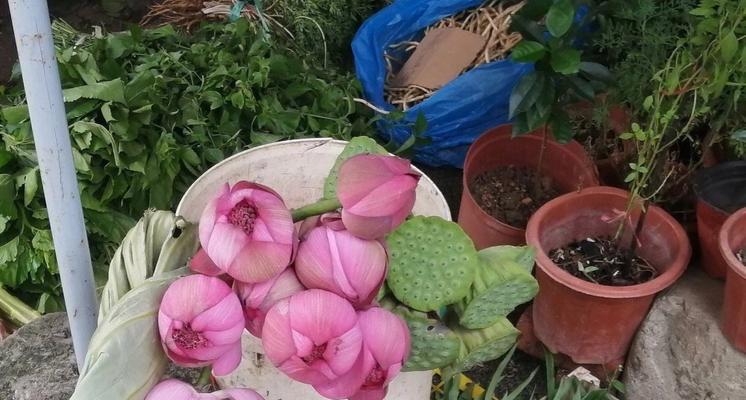 植物中象征至死不渝爱情的奇特品种（探寻植物中的爱情故事——那份深深地执着）