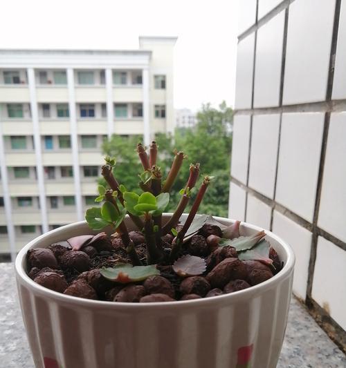 植物中的自信力（探索自信力花园）