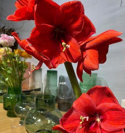 新年花卉购买指南（选择吉祥花卉增添新年好运）