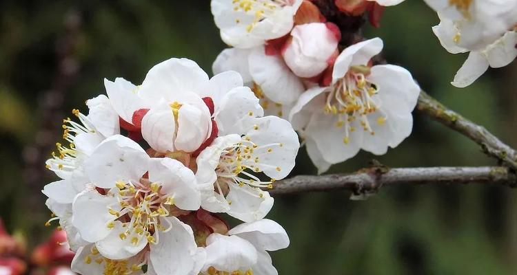 杏花花语的深刻寓意与美好祝福（绽放春天的幸福与希望——杏花花语的探索与传承）