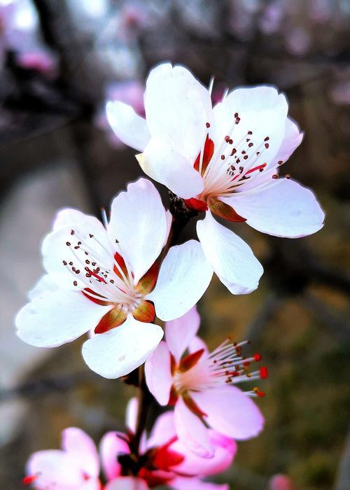 杏花花语的深刻寓意与美好祝福（绽放春天的幸福与希望——杏花花语的探索与传承）