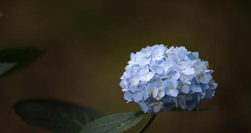 绣球花的花语、寓意与象征（揭开绣球花的隐含讯息）