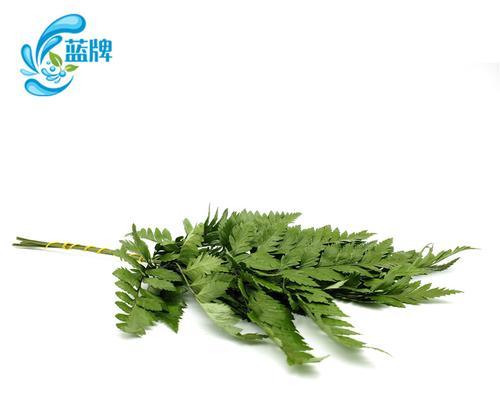 羊齿花语与含义（用15个羊齿花语）