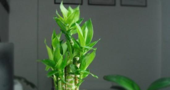 富贵竹之吉利养法(养富贵竹) 富贵竹之吉利养法(养富贵竹)