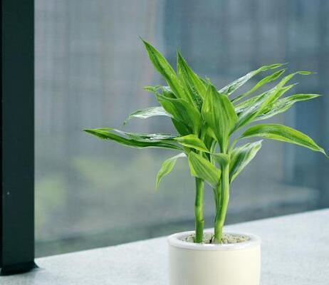 富贵竹之吉利养法(养富贵竹) 富贵竹之吉利养法(养富贵竹)