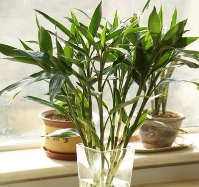富贵竹之吉利养法(养富贵竹) 富贵竹之吉利养法(养富贵竹)