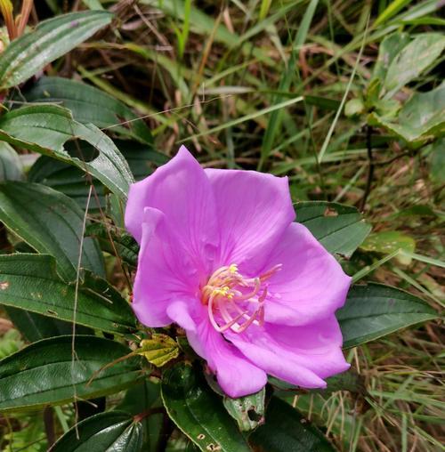 野牡丹（花语与传说）