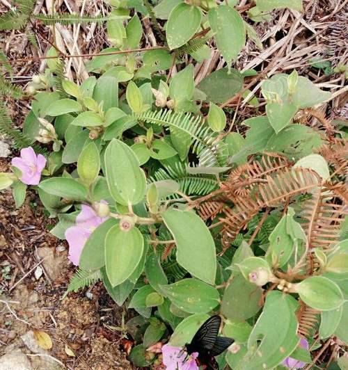 野牡丹（花语与传说）