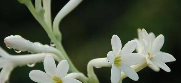 夜来香的花语与传说（探寻夜来香的神秘花语）