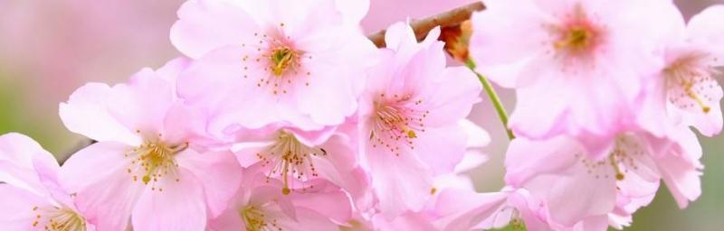 樱花与生命的美好相遇（绽放的希望）