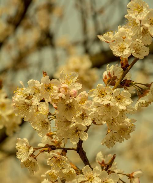 樱桃花的寓意与象征（美丽与短暂的樱花盛宴）