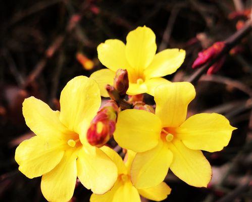 迎春花的美丽与寓意（迎春花——展示新年希望的鲜花）