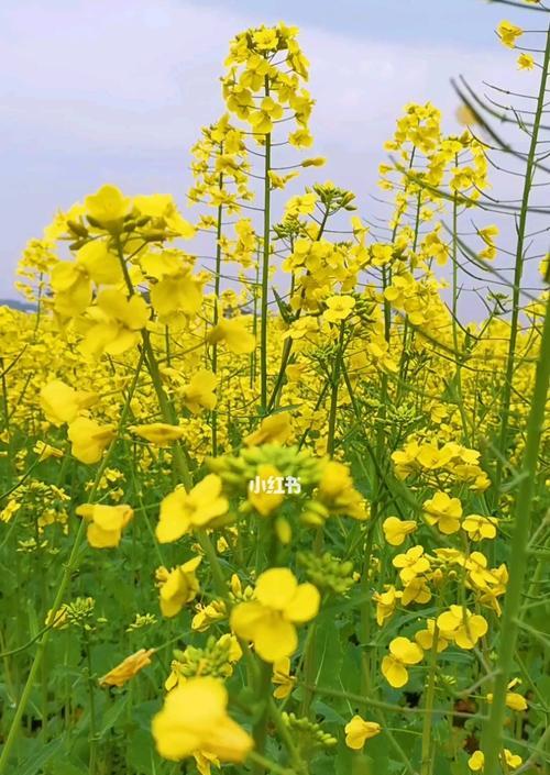 油菜花传说与花语（一朵金黄的希望与美丽传说）