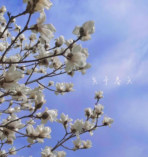 玉兰花的寓意与传说（一朵馥郁芬芳的诗意之花）