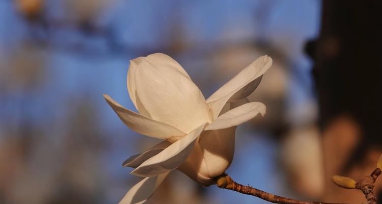 玉兰花的美丽与意义（探索玉兰花的花语与象征意义）