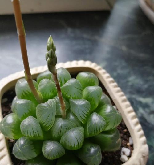 玉露开花的意义和象征（古老神秘的自然奇观）