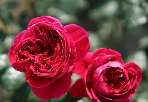 月季花的象征意义及文化内涵（探索月季花所代表的情感）