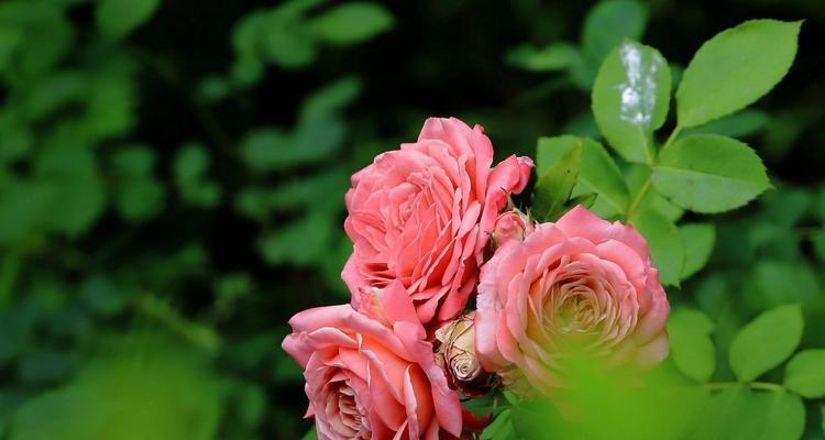 月季花的象征意义及文化内涵（探索月季花所代表的情感）