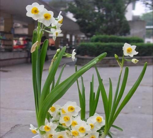 十二生肖植物图鉴——以植物代表什么生肖（从自然中寻找生肖象征的奥秘）