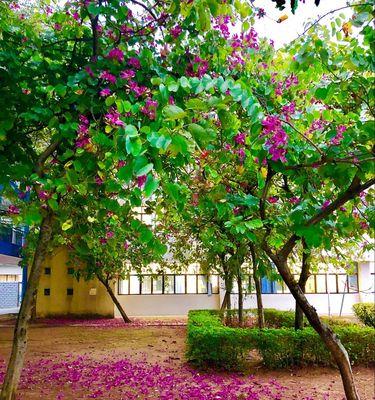 珠海市花——紫荆花的美丽与象征（探寻紫荆花在珠海市的重要地位与意义）