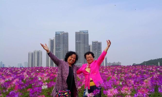 珠海市花——紫荆花的美丽与象征（探寻紫荆花在珠海市的重要地位与意义）
