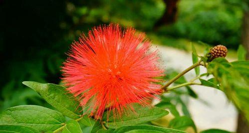 朱缨花的花语与象征意义解析（深情热烈的朱缨花）