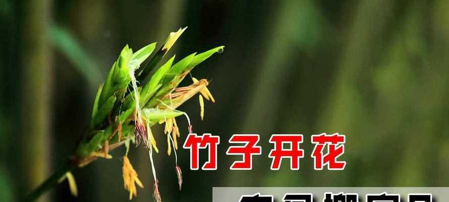 竹子开花的原因及寓意（探寻竹子开花的奥秘和象征意义）