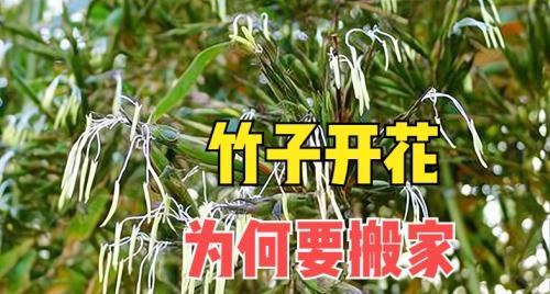 竹子开花——寓意与象征（竹子开花的意义和预兆）