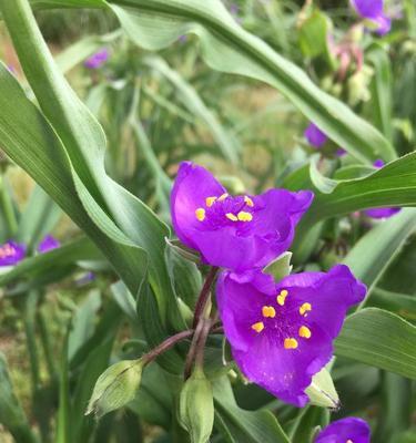 紫露草（一个神秘的花卉故事与象征意义）