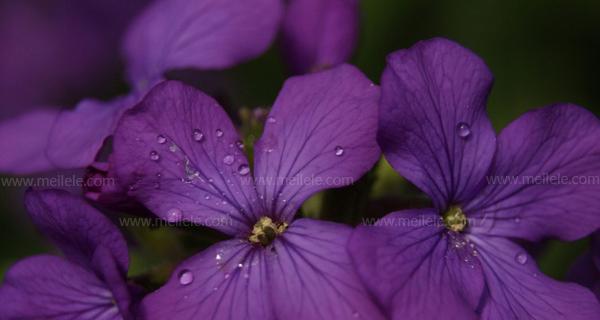 紫罗兰花语与其隐含的寓意（探寻紫罗兰花的象征意义及其相关传说）