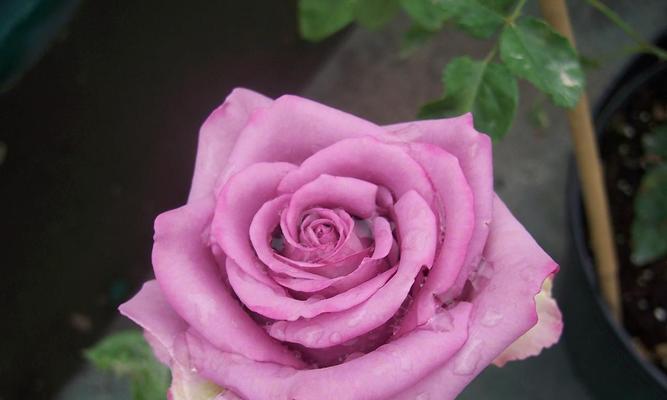 紫玫瑰花语及代表意义（探索紫玫瑰的浪漫之谜）