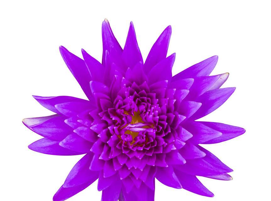 紫色百合花的寓意与象征意义（紫色百合花）