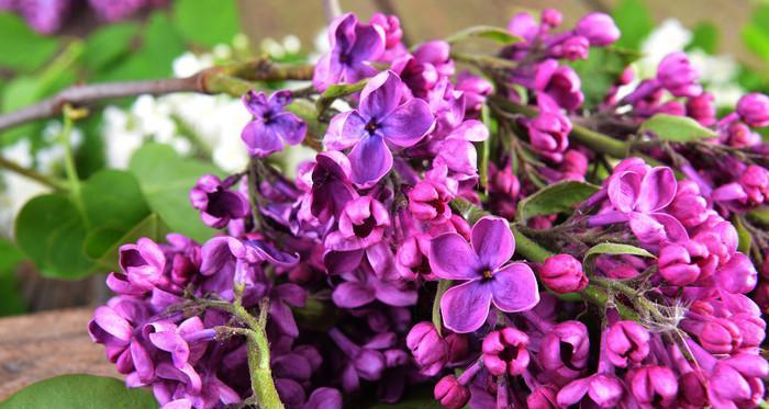 紫色丁香花的花语（诠释丁香花的深邃与神秘）