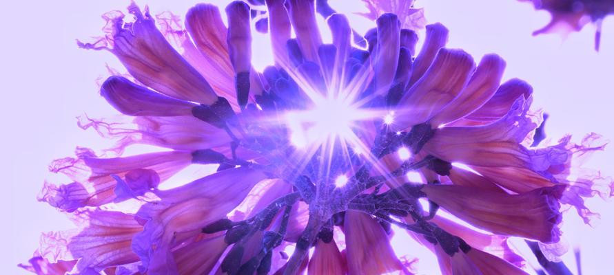 紫色风铃花的象征意义及特点（紫色风铃花的神秘和优雅之美）